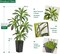 5FT Artificial Dracaena Silk Tree with Black Planter - Real Touch Fake Plant for Home & Office Decor, Faux Yucca Indoor Floor Tree